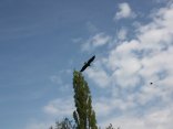 IMG_2035