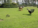 IMG_2084