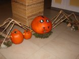 IMG_6645
