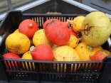 IMG_6677