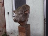 IMG_0420