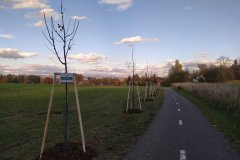 Výsadba stromů 11-23